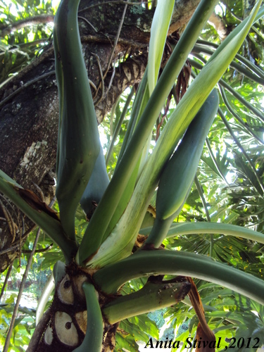 Philodendron bipinnatifidum