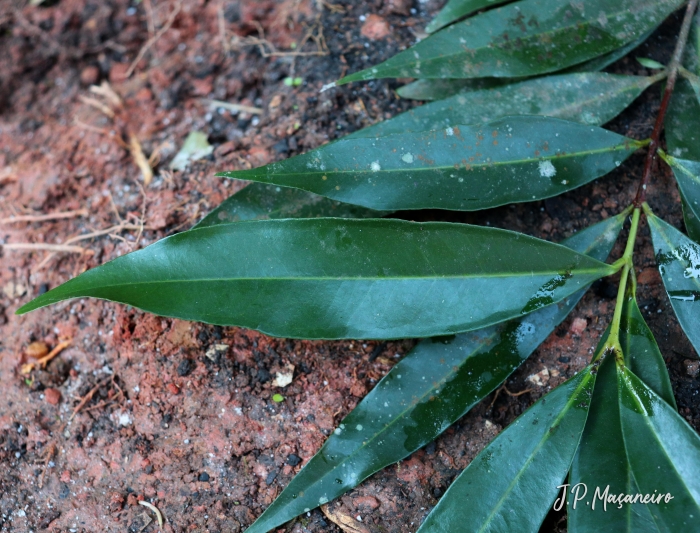 Syzygium jambos