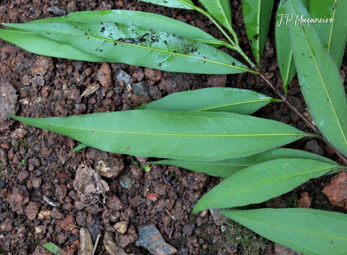 Syzygium jambos