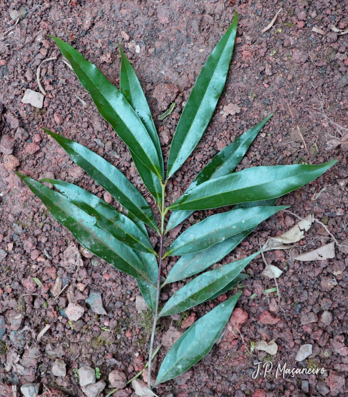 Syzygium jambos