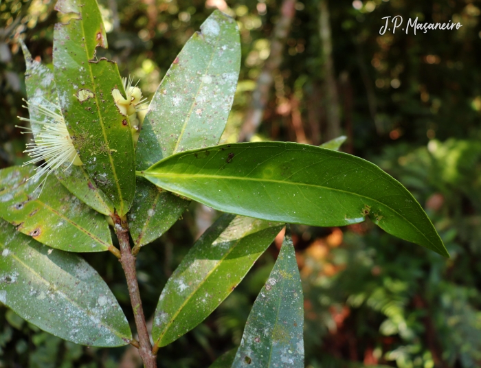 Syzygium jambos