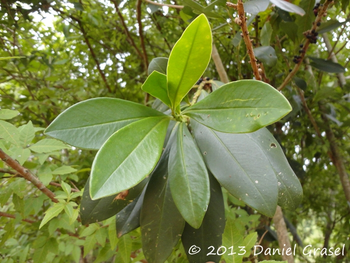 Myrsine balansae