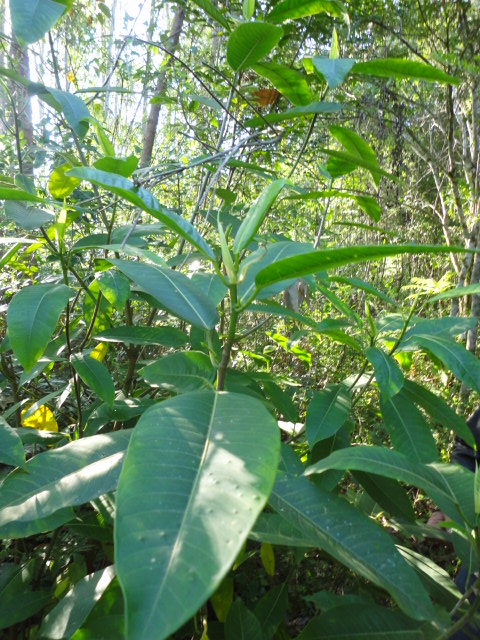 Ficus insipida