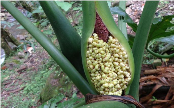 Philodendron bipinnatifidum