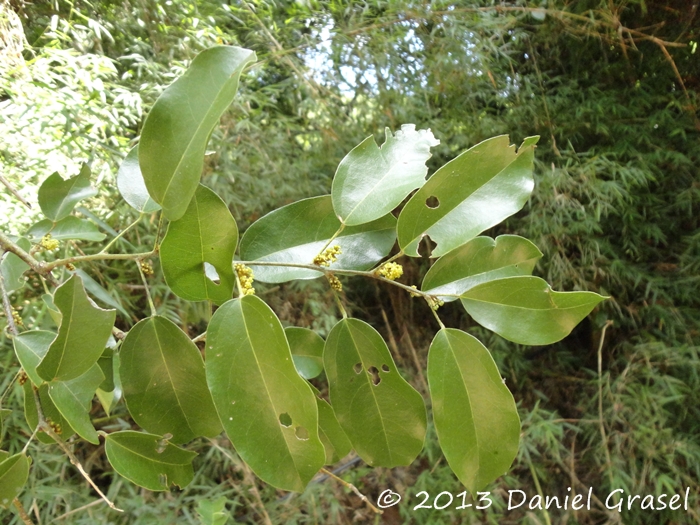 Hyperbaena domingensis