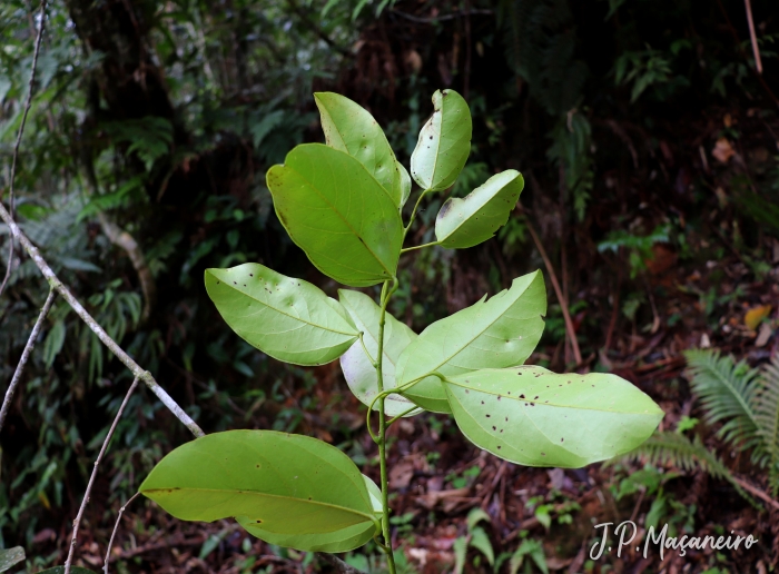 Abuta selloana