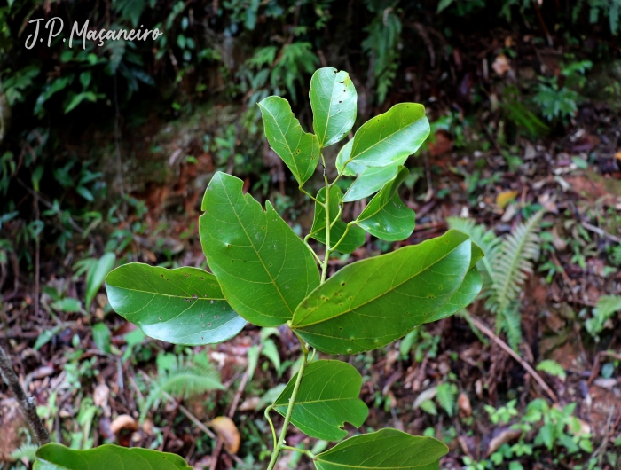 Abuta selloana