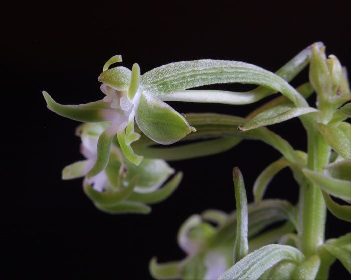 Habenaria araneiflora