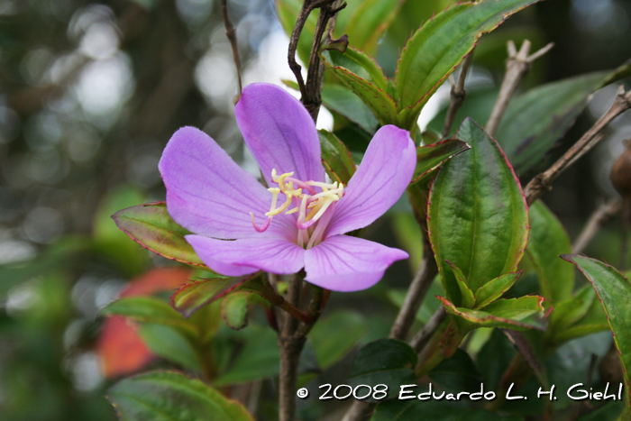 Tibouchina ramboi