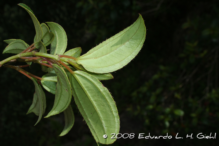 Tibouchina ramboi