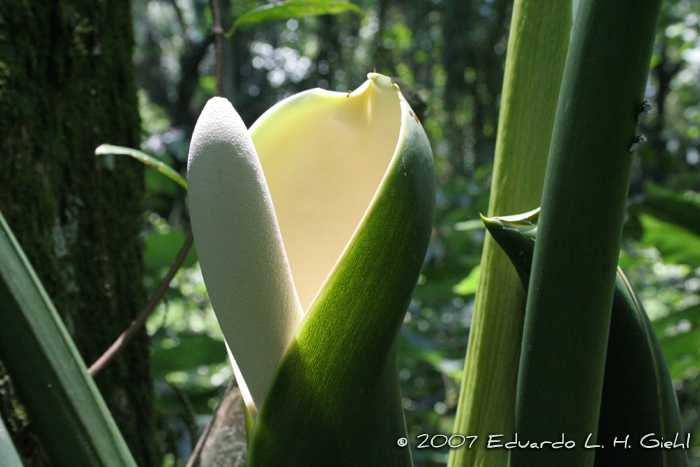 Philodendron bipinnatifidum