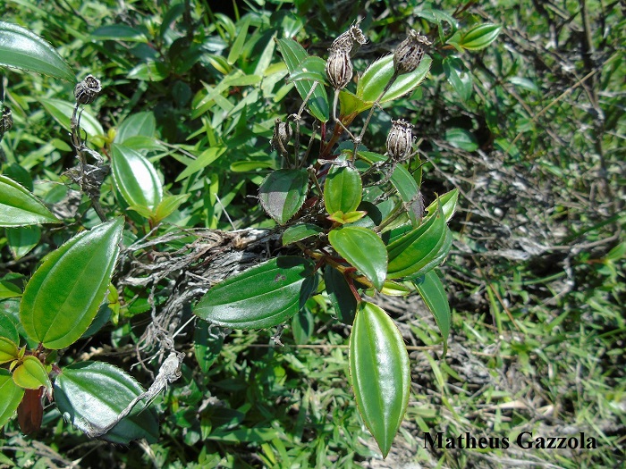 Tibouchina ramboi