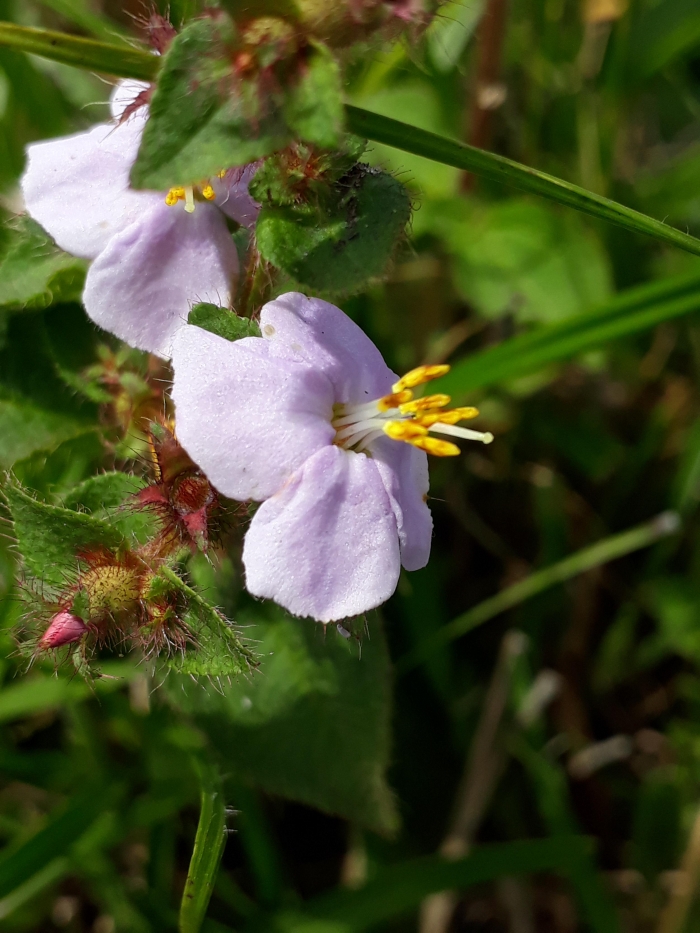 Tibouchina hospita