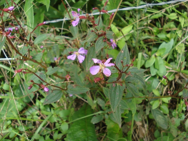Tibouchina herbacea
