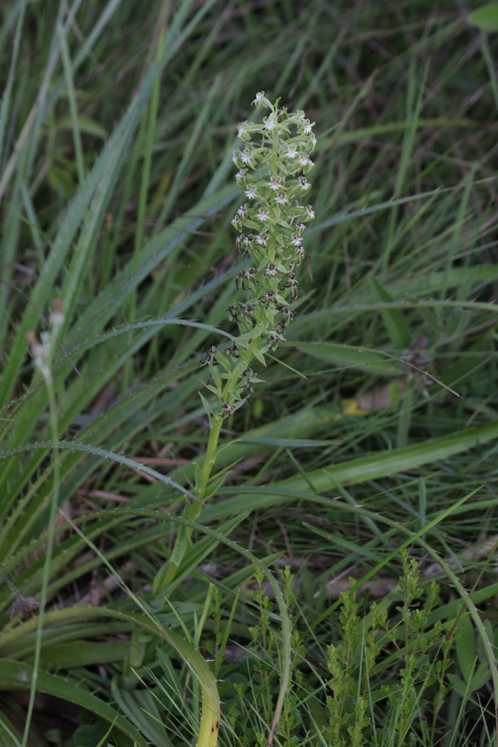 Habenaria araneiflora
