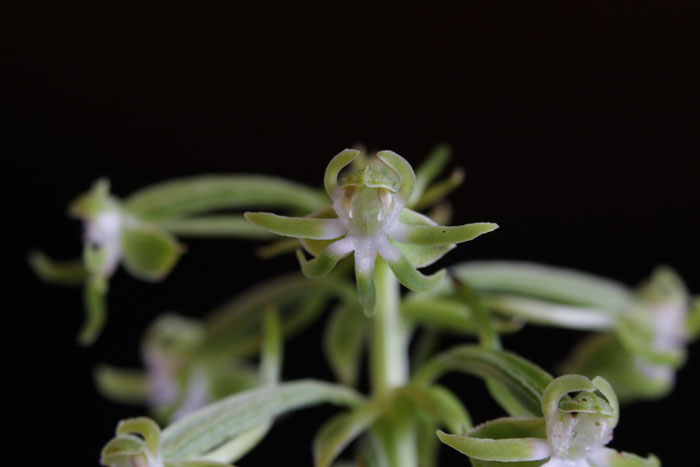 Habenaria araneiflora