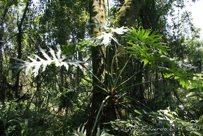 Philodendron bipinnatifidum