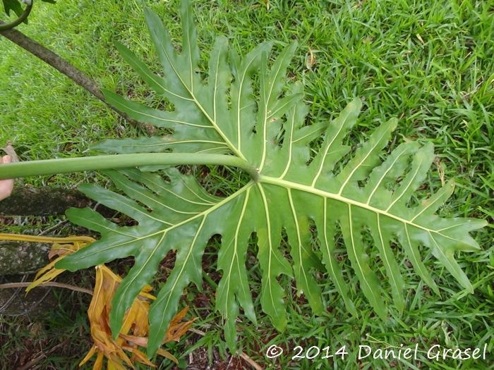 Philodendron bipinnatifidum