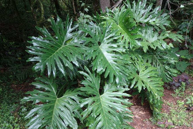 Philodendron bipinnatifidum