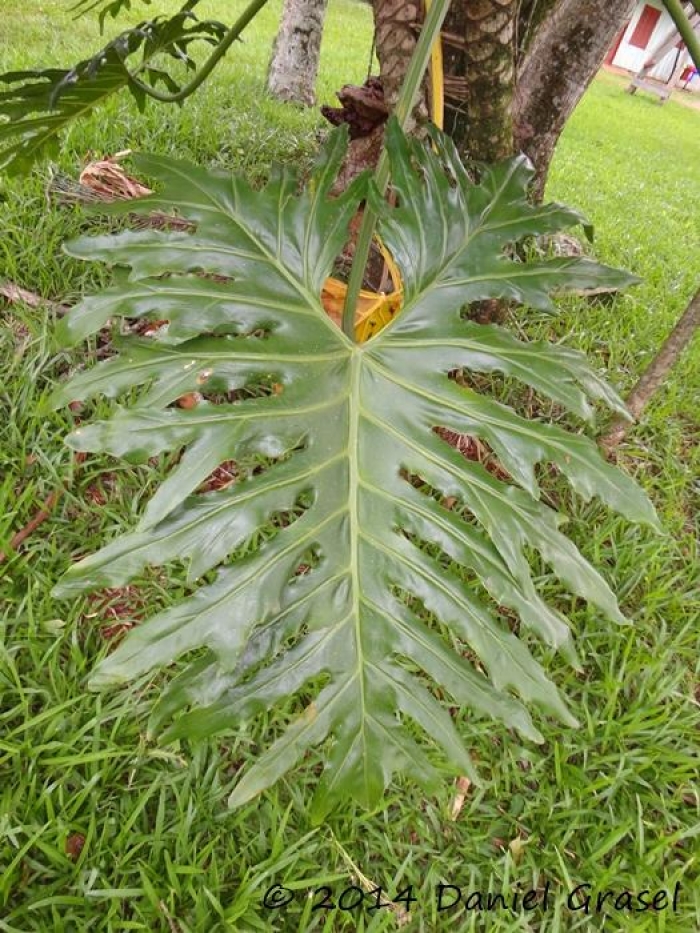 Philodendron bipinnatifidum