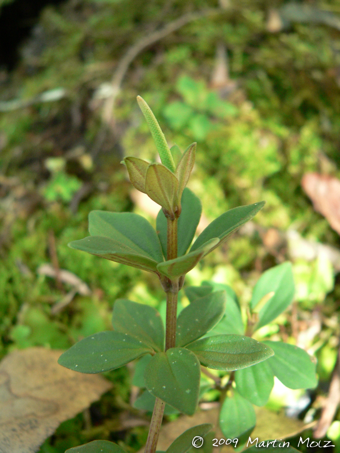 Peperomia trineura