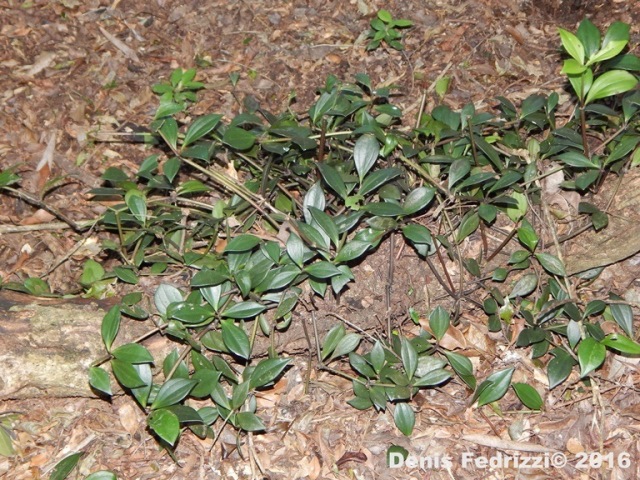 Peperomia trineura