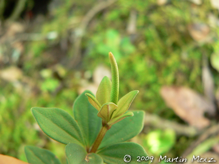 Peperomia trineura