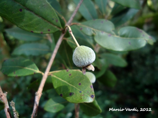 Eugenia pyriformis