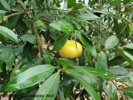 Eugenia pyriformis