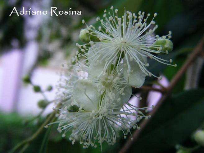 Eugenia pyriformis