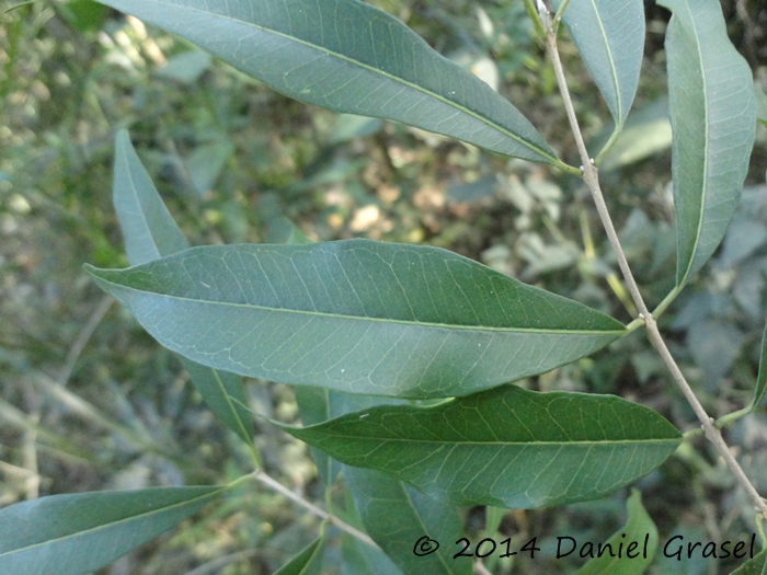 Eugenia pyriformis