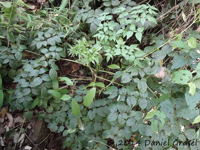 Aralia warmingiana