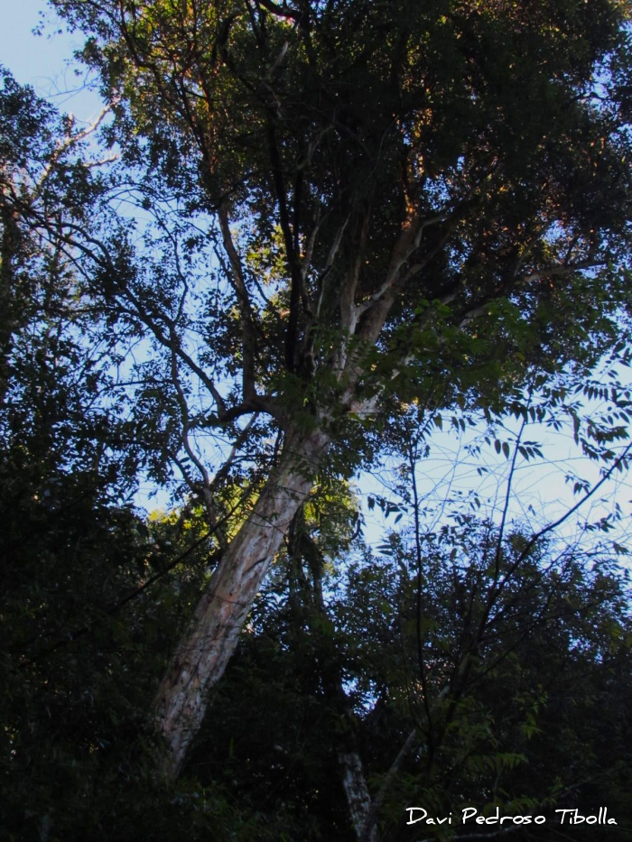 Eugenia pyriformis