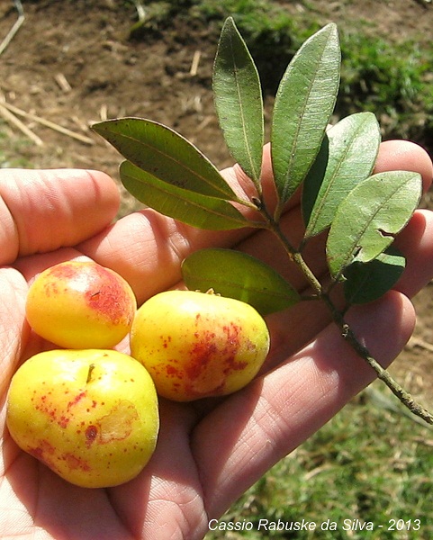 Eugenia pyriformis