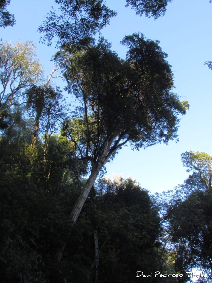 Eugenia pyriformis