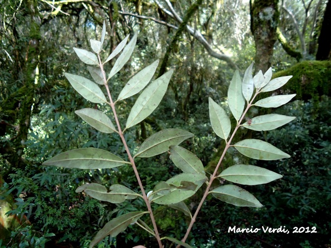 Eugenia pyriformis