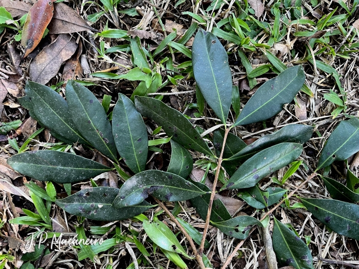 Eugenia pyriformis