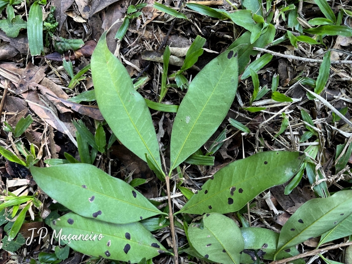 Eugenia pyriformis