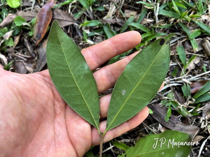 Eugenia pyriformis