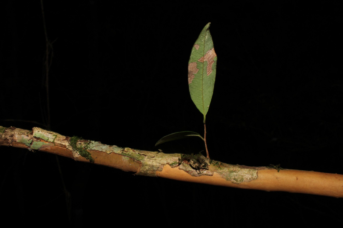 Eugenia pyriformis