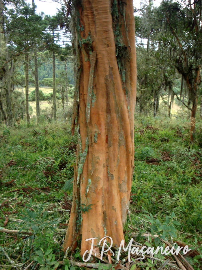 Eugenia pyriformis