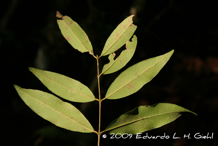 Eugenia pyriformis