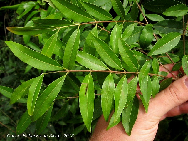 Eugenia pyriformis