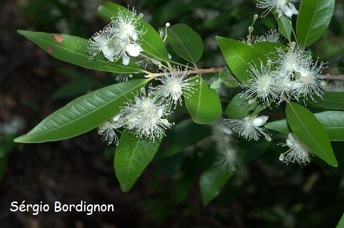 Eugenia pyriformis