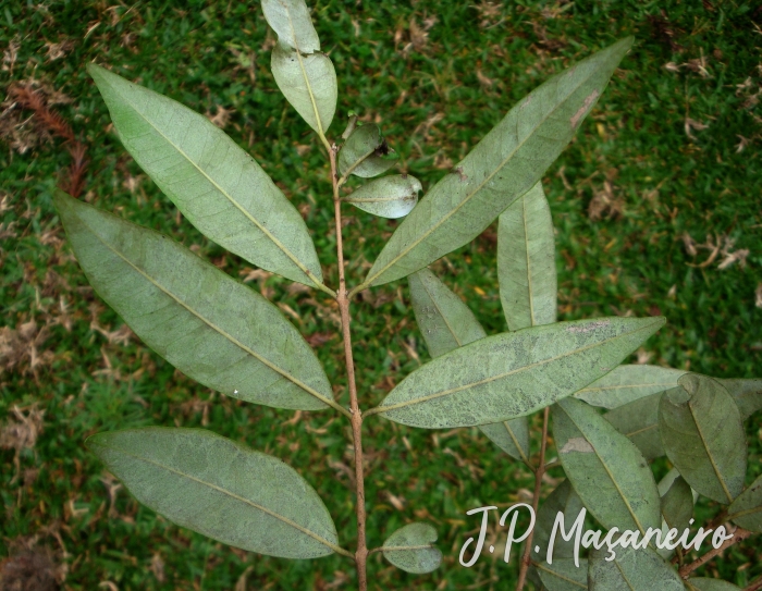 Eugenia pyriformis