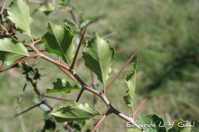 Xylosma tweediana