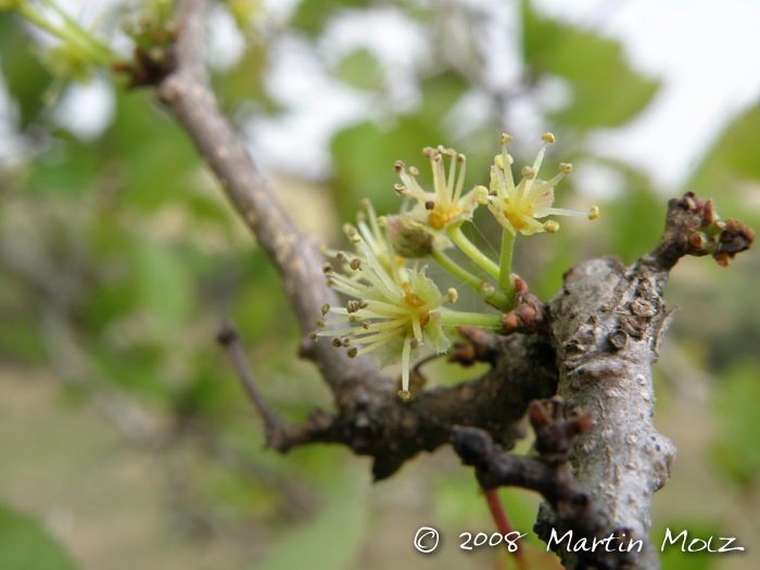 Xylosma tweediana