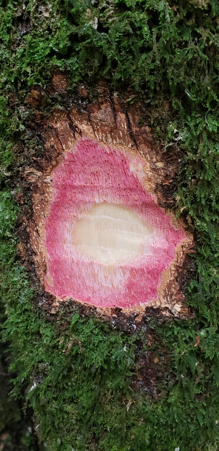Xylosma tweediana
