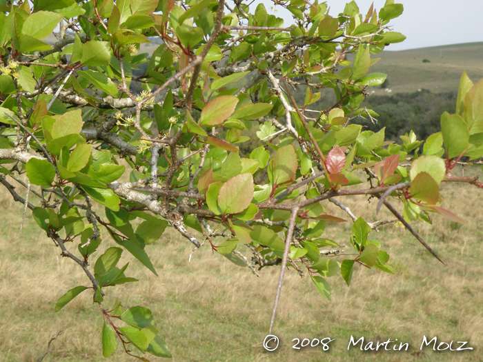 Xylosma tweediana