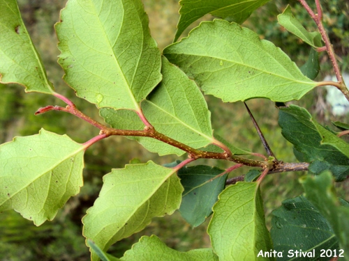 Xylosma tweediana